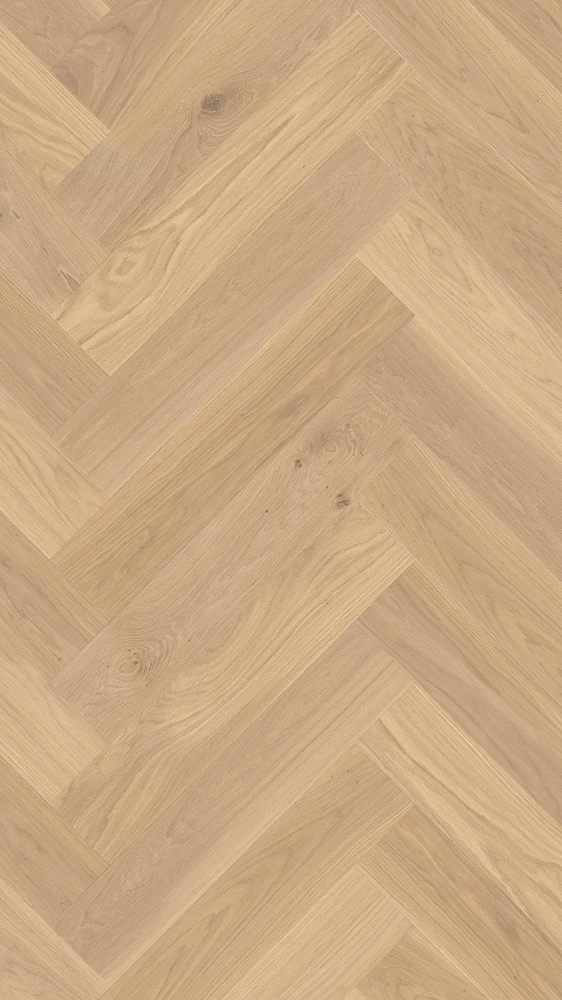 Cotton Feel - FPHB0182-BON - 3