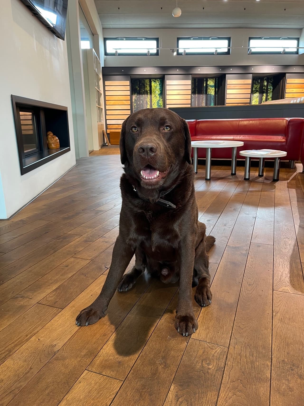 brauner-Labrador-sitzt-auf-dem-Boden