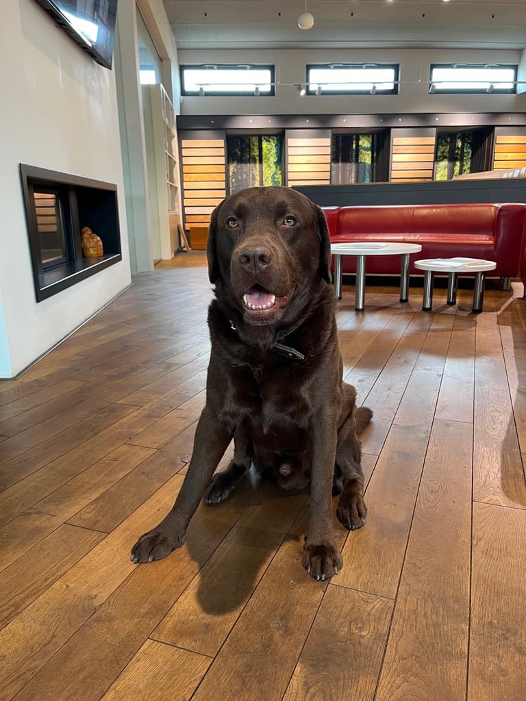 brauner-Labrador-sitzt-auf-dem-Boden